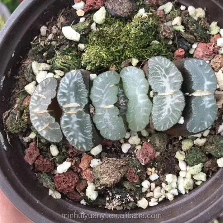 Live Plant  Haworthia spelunca regem Decor for Nursery Real Natural Indoor Outdoor Plants