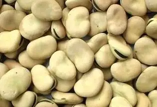 
Chinese new crop broad beans 