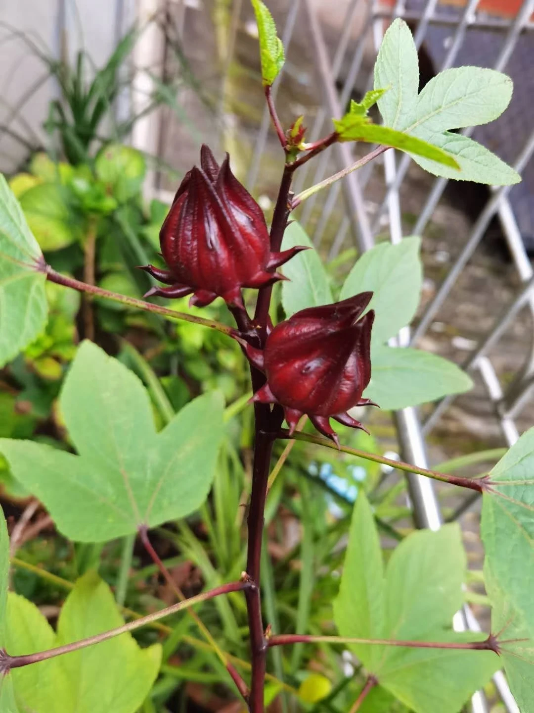 Planting base sale ROSELLE Dried red Hibiscus sabdariffa flowers for sale