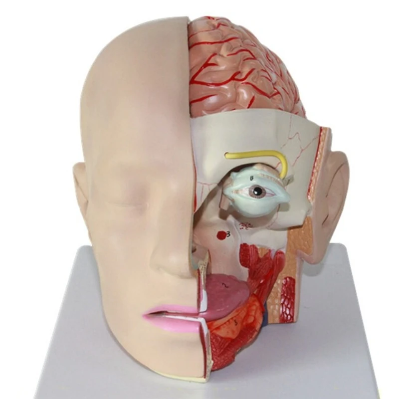 anatomical model of human head with brain model 4 parts hospital teaching human head with cerebral artery model