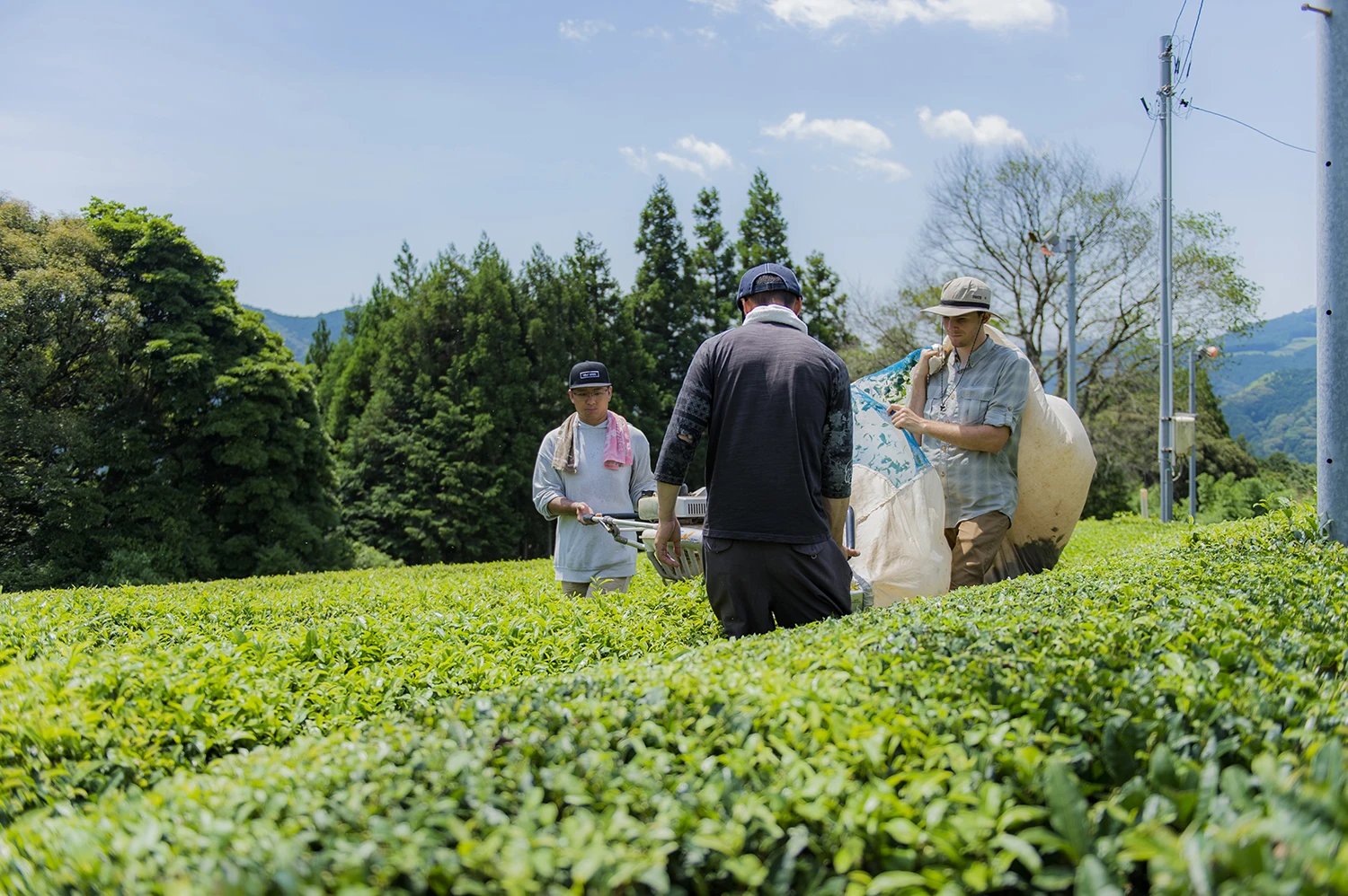Mountain grown Genmai cha dark organic leaf green tea  type