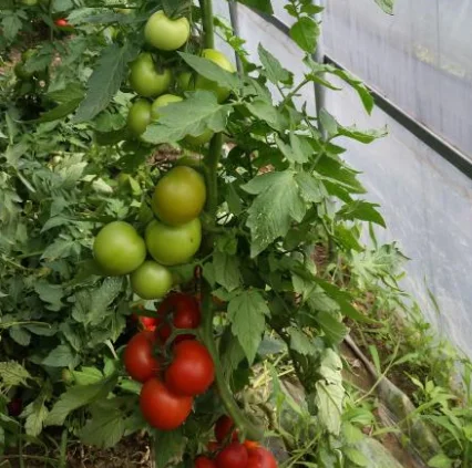 Завод поставляя высокоурожайные гибридные семена томата