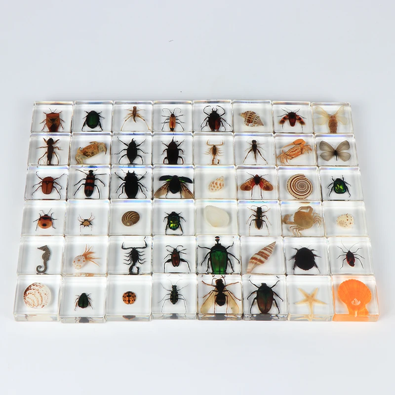 
Biology teaching cognitive save real insect specimens resin embedded biological specimens 