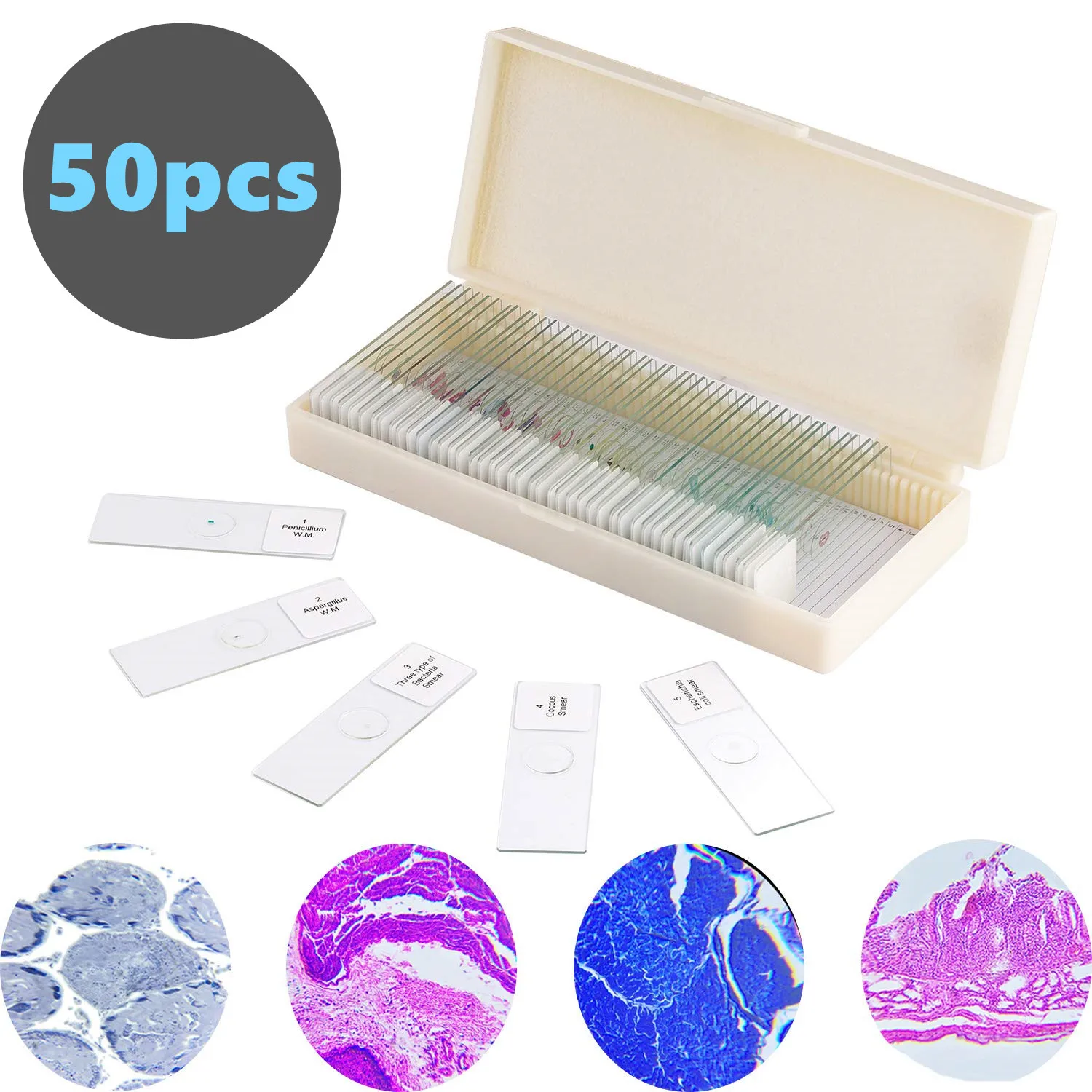 50pcs/set for Intermediate Level Prepared Microscope Glass Slides With Specimen Box Botany Zoology Insects for Teaching