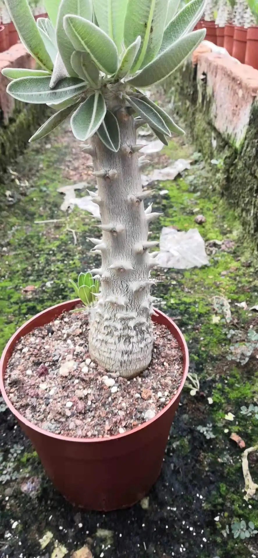 Wholesale cactus rare plants real cacti Pachypodium densiflorum live plant Thailand succulent nursery live plant