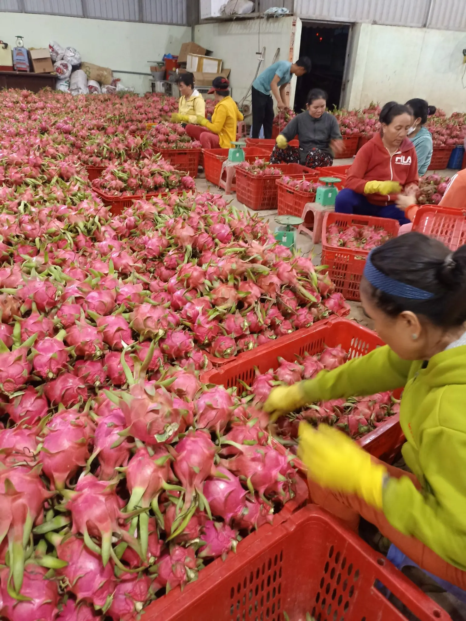 Vietnam Dragon Fruit Export To India Hong Kong Tropical Fresh Fruit 100% Maturity With Common  WHATSAP 0084 989 322 607