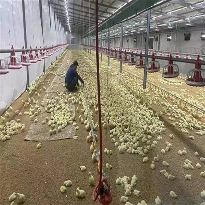 New Design Prefab Automatic Broiler Feeding and Drinking System Poultry House Shed Equipment on the Ground Floor