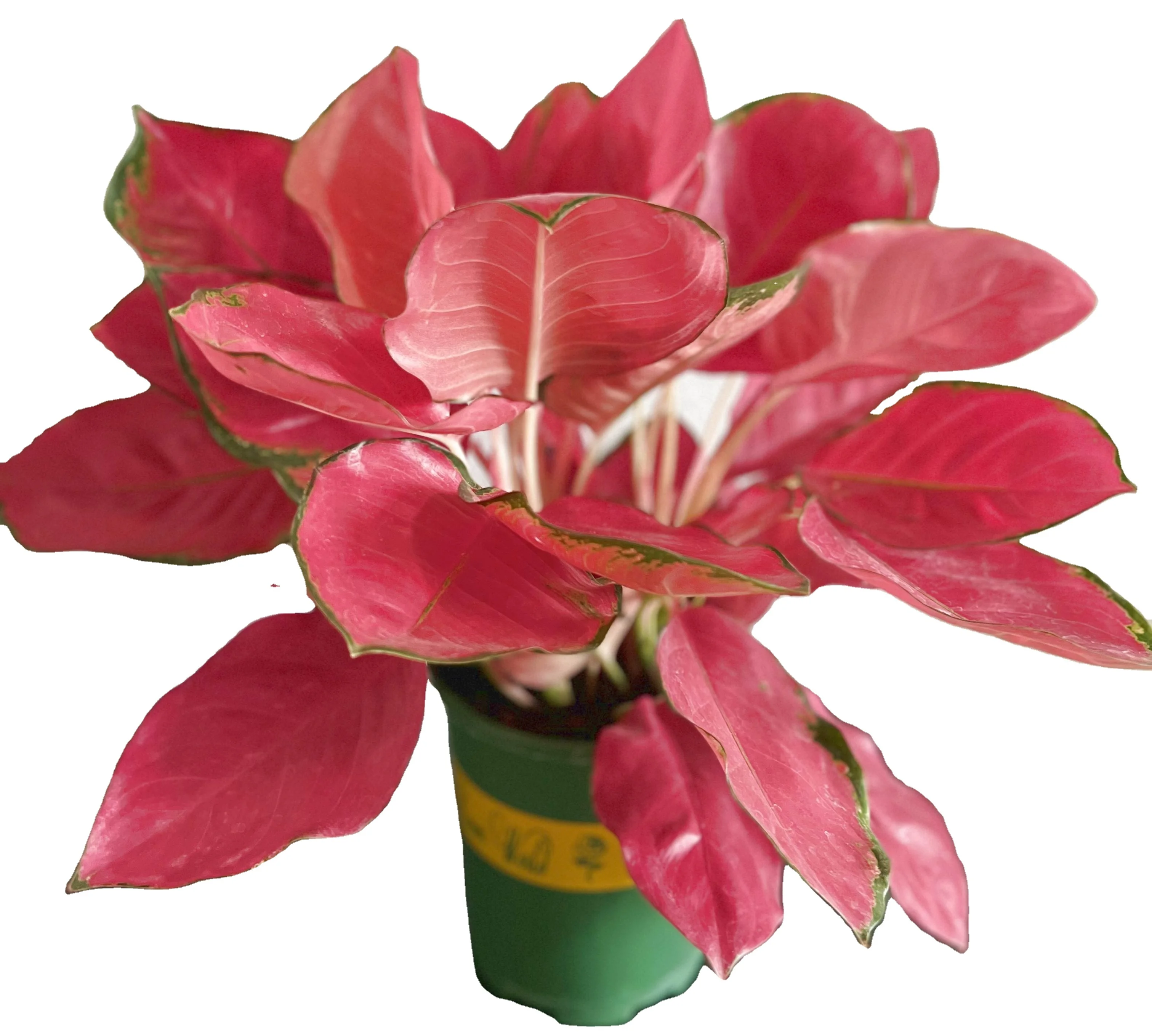 wholesale Aglaonema China Red Pink Chandang ornamental indoor outdoor home decor plant