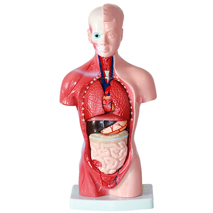 15 Parts Mini Human Anatomy Torso Model 26CM Sexless Torso Model