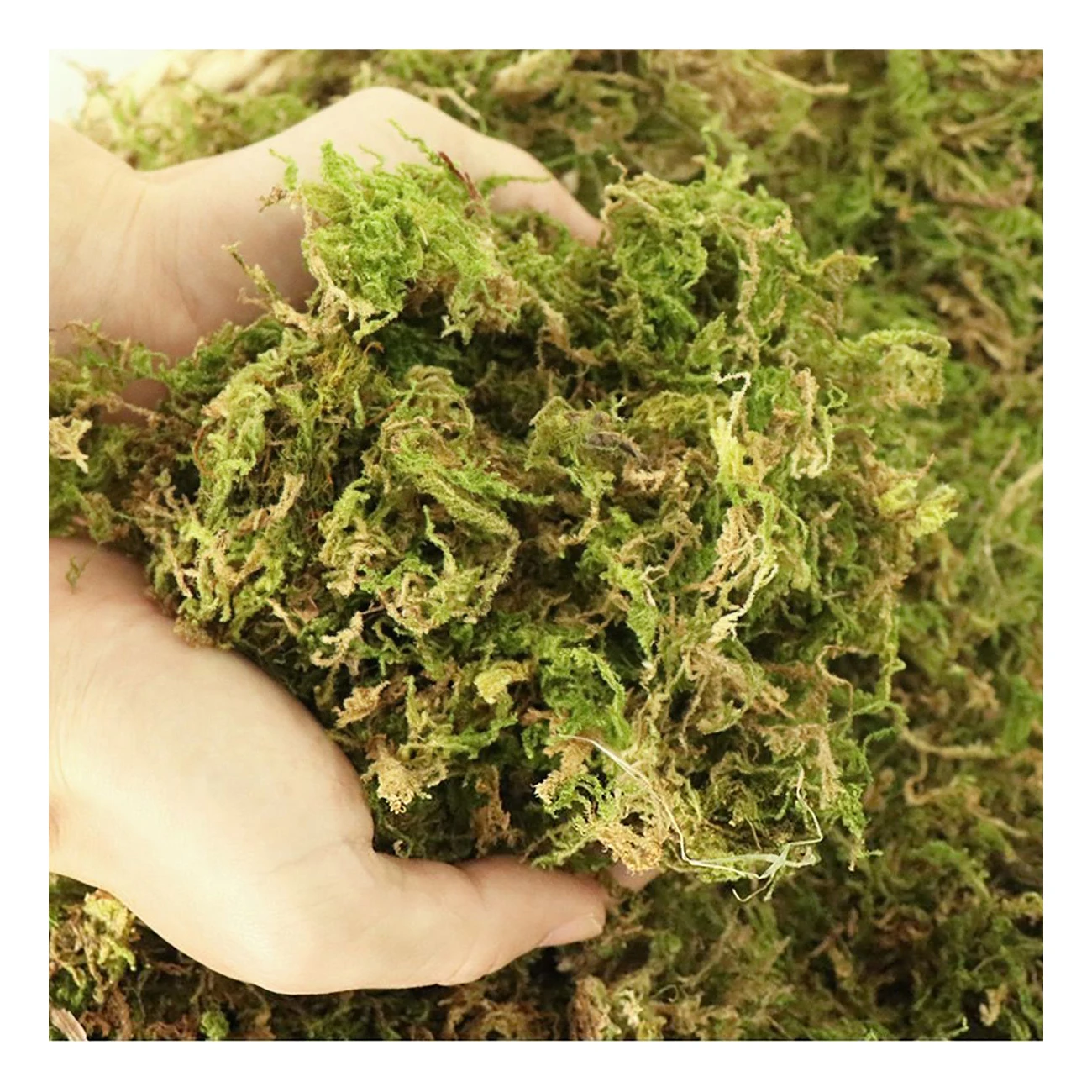 Potted Flowers Succulent Cultivation Natural Moss Dried Garden Supplies Sphagnum Moss Nutrition Organic Fertilizer Reptile Pad