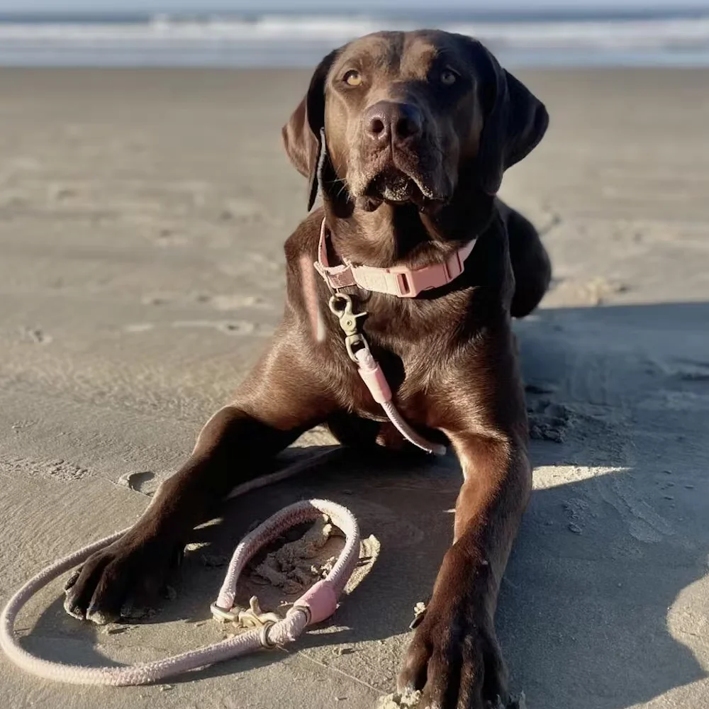 Factory Price Colorful  Nylon Round Rope Leash for Dogs Adjustable  Nylon Slip Rope Dog Leashes Custom ogo