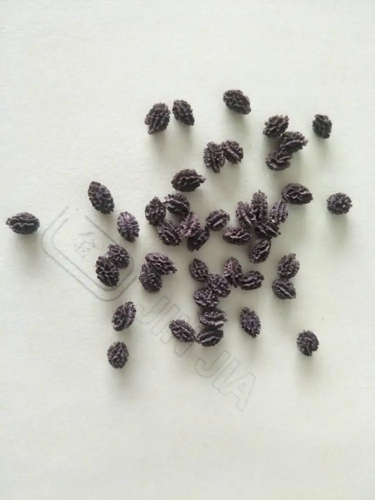 
Suntoday Non GMO Muguazhongzi hybrid taiwan red lady papaya seeds 