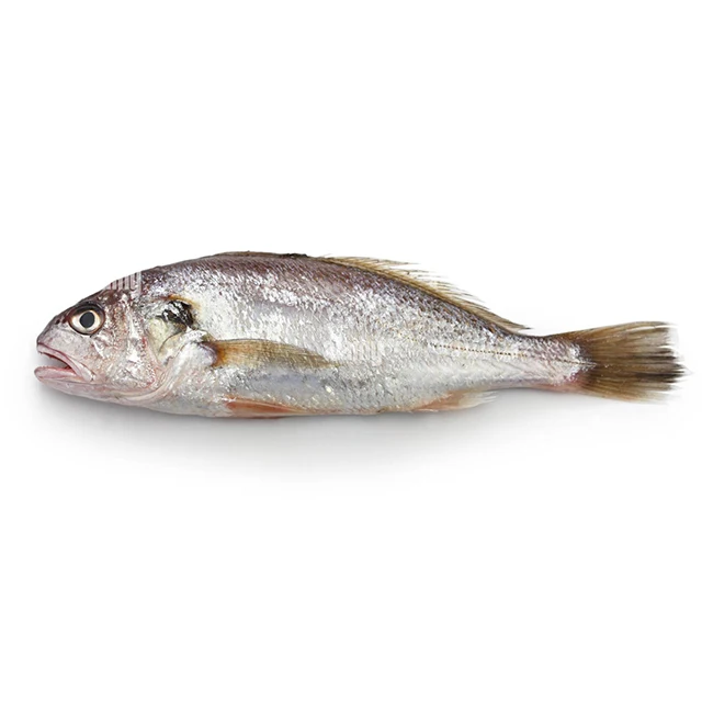 Yellow Croaker Fish For Sale Wholesale Online Cheap Manufacturers Supplier Fresh Seafood Frozen Yellow Croaker