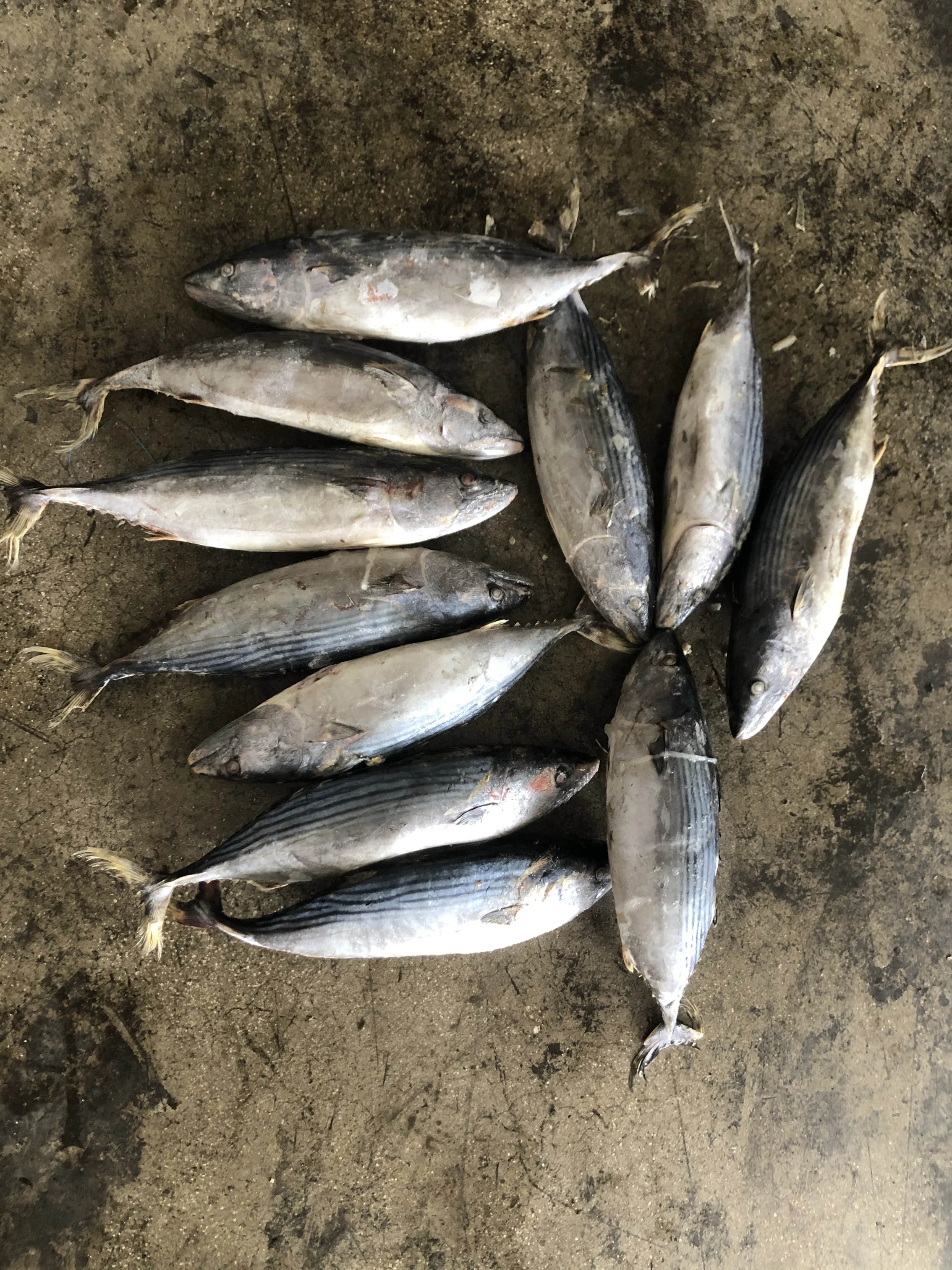 
1000g+ Frozen Bonito Fish Skipjack Tuna 
