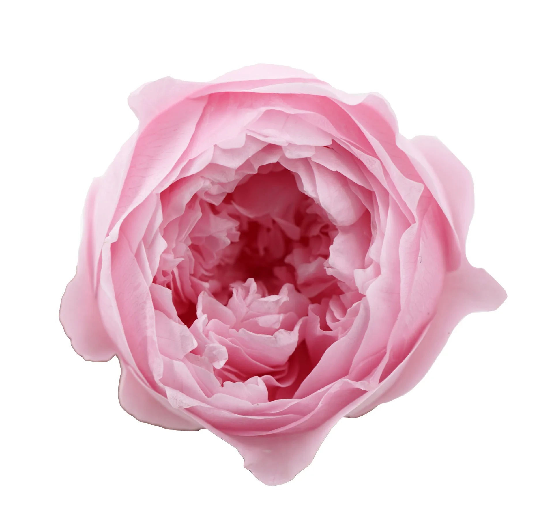 Wholesale Real Touch Long Life Stabilized Dried Forever Flower Head Bud Eternal Preserved Austin for gifts Wedding Decorative