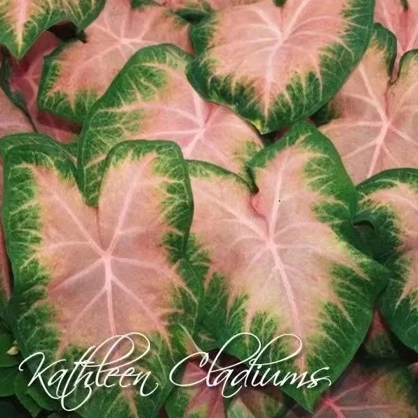 Каладий Двуцветный