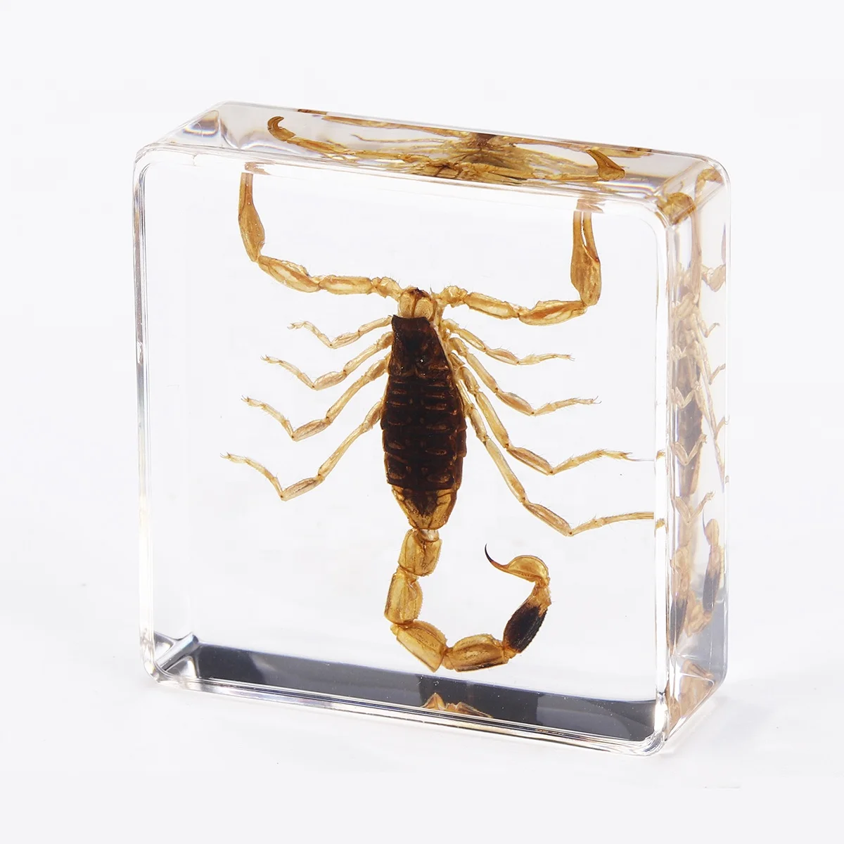 Education Toys Real Bugs in Resin Discovery Kits for kids collection sets resin insect paperweights bugs in resin Early Toys