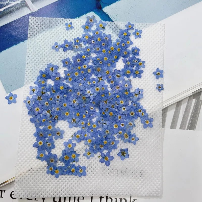 R432 Myosotis Sylvatica Flower Natural Flowers Dried Pressed for Nail Phonecase Decoration Pressed Dry Flower