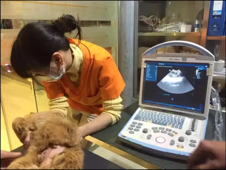 mindray dp10 vet black white ultrasound  veterinary use Ultrasonido with battery dp10 veterianary scanner