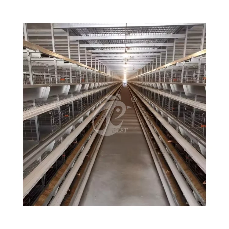 H Type Broilers Cage Automatic Chicken Cage Used In 30,000 Broiler Farm