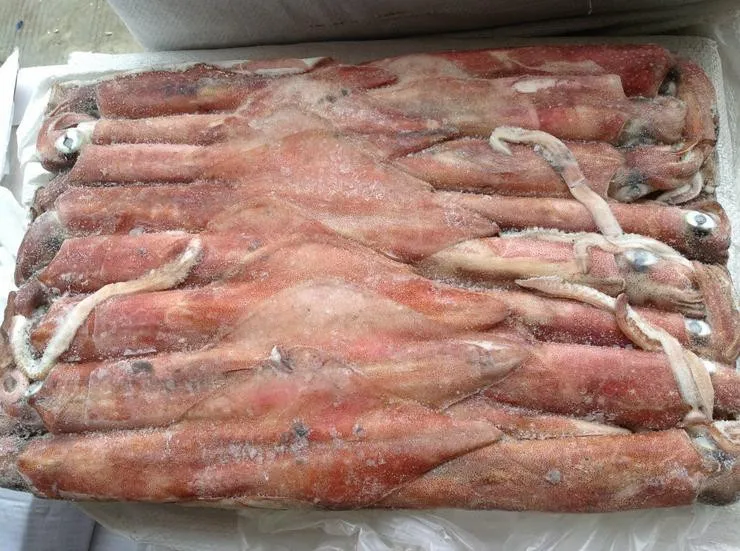 Recommend Wholesale High Quality Good Price Fresh Frozen Illex Squid With High Popularity