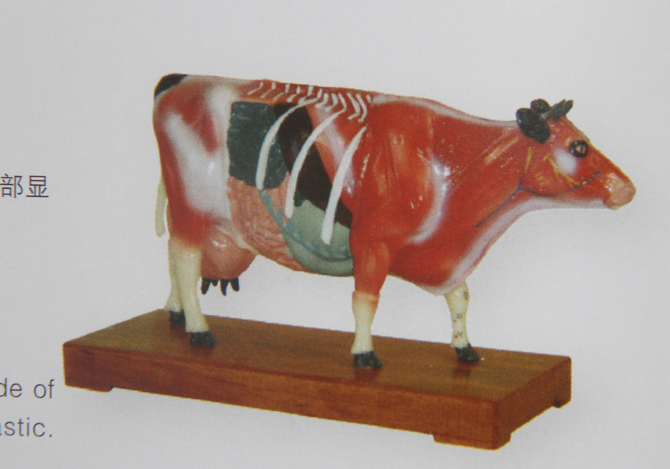 cow anatomical model cattle anatomy models of animals