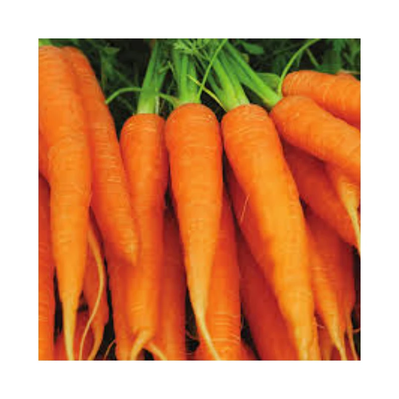 Treding hot products carrot fresh vegetables seasonal high quality carrots Wholesale Box Style Storage Packaging