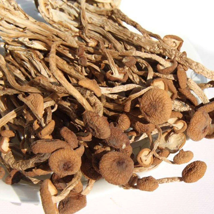 
Healthy food Agrocybe Aegerita Dried Tea Tree Mushroom 