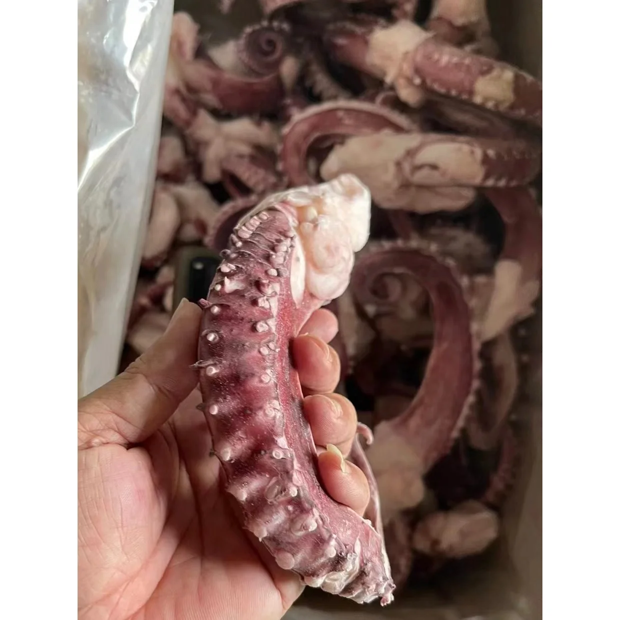 Оптовая продажа, щупальца замороженного кальмара, гигантские щупальца кальмара для рынка