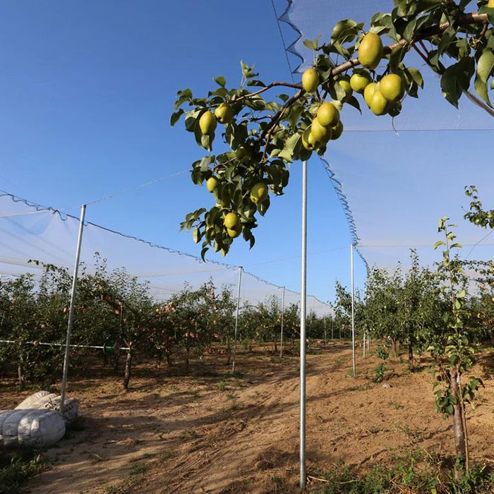 Factory Direct Sales Customized Virgin HDPE Durable Hail Protection Net for Anti Hail(50gsm)