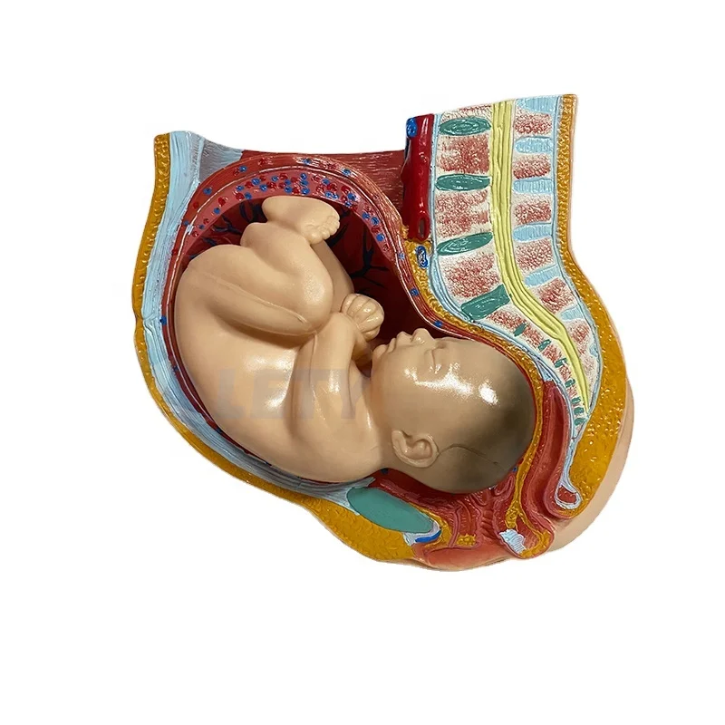 Заводская цена Секция таза для женщин (4 части) беременных со съемным