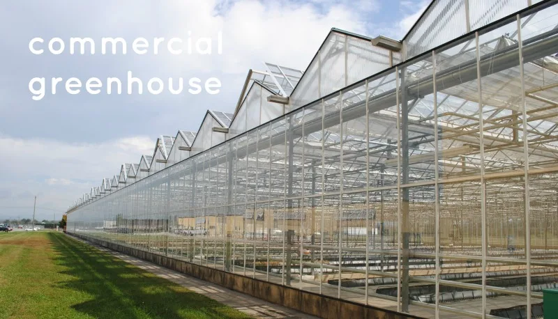 
tomato greenhouse structure greenhouse for mushroom 