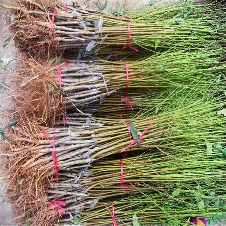 
Grafted seeding cuttage yellow red purple color fruit Chinese peach plants 