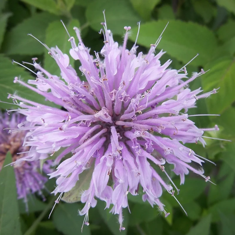 
High sales volume and strong adaptability Monarda didyma plant seed bulb flower 