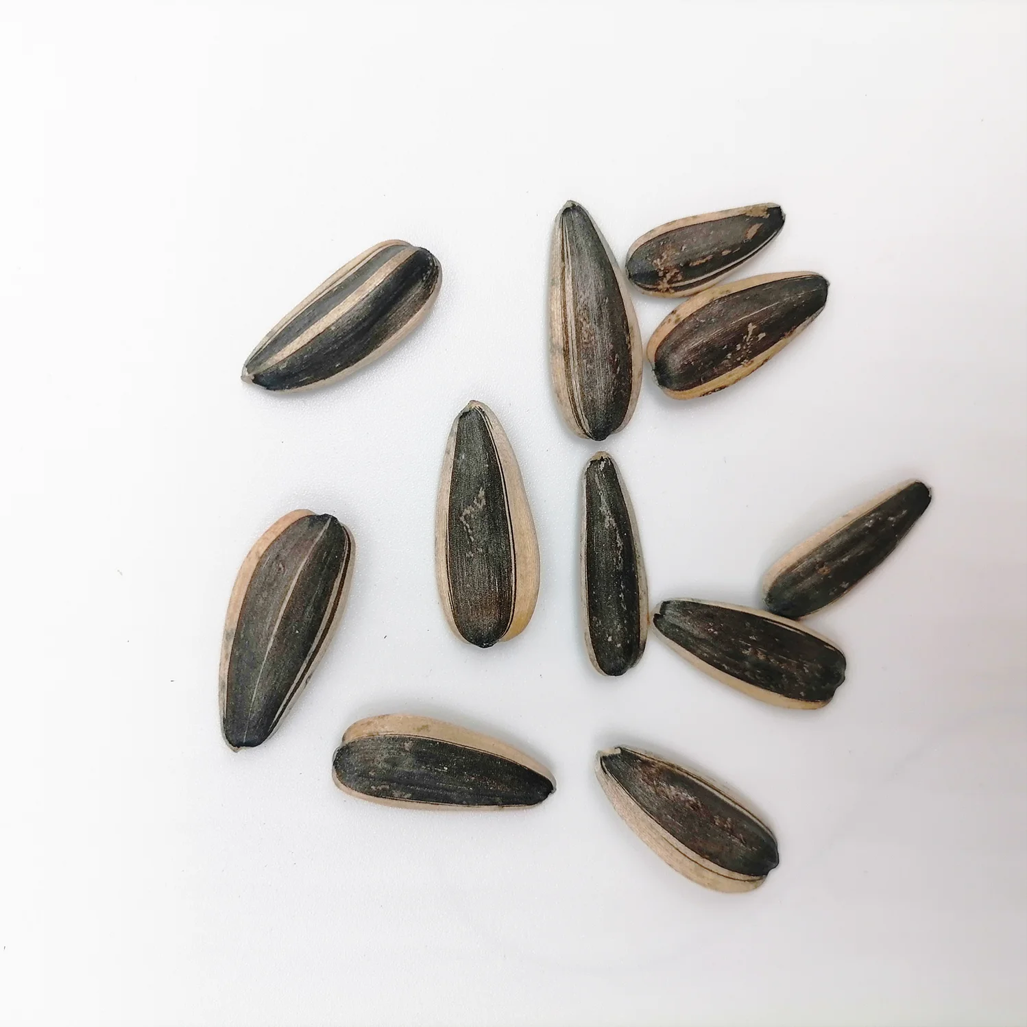 For human snack striped  bigs sunflower seeds bulk
