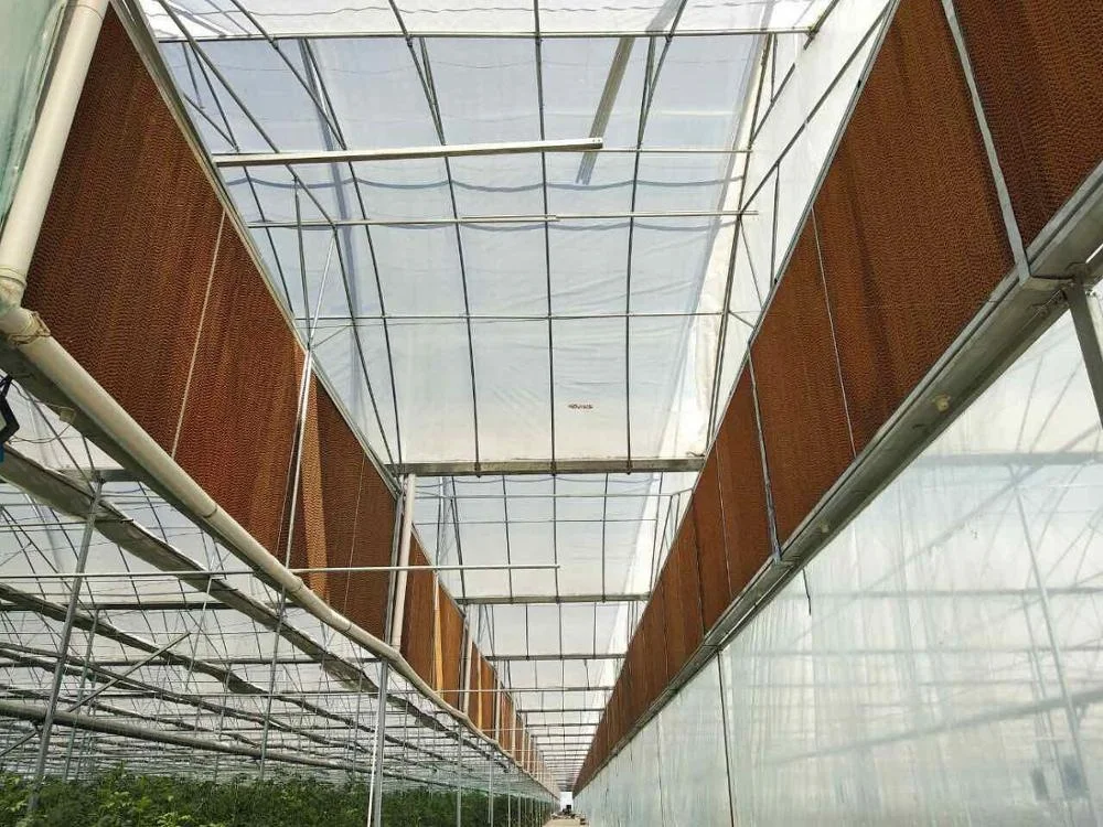 Low Cost Agricultural Greenhouse Multi-Span Plastic Film Greenhouse Tunnel Greenhouse For Sale