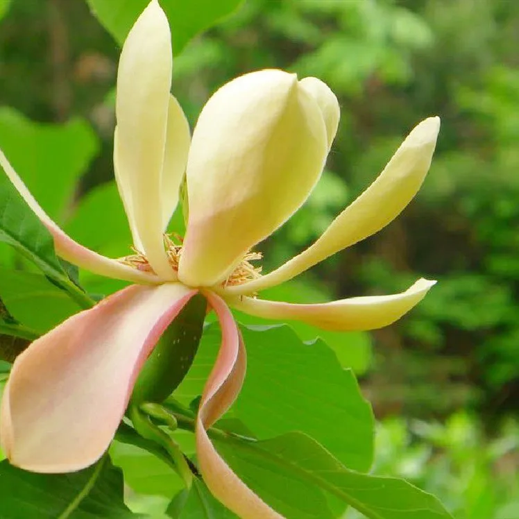 2021 New Improved Herb Seeds Magnolia Officinalis Seeds For Cultivating