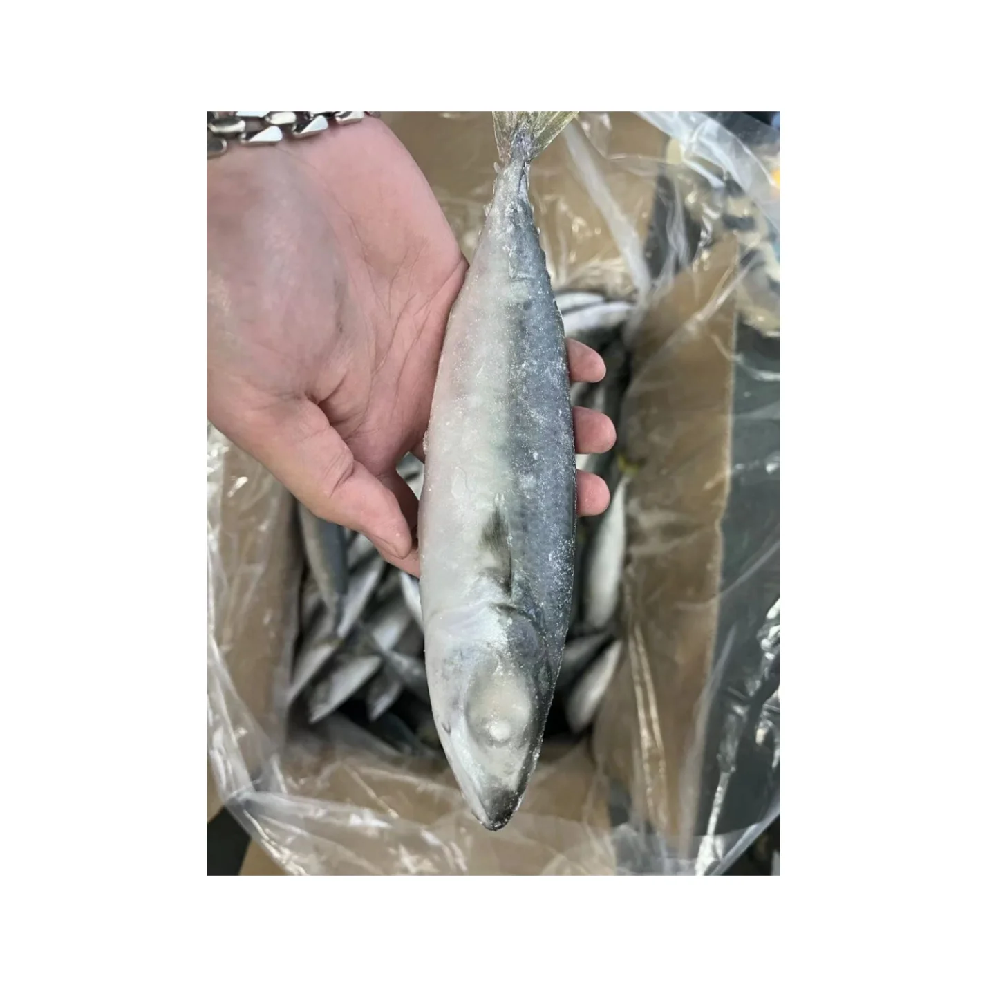 Excellent Quality Frozen Seafood IQF Pacific Mackerel for Indonesia Market
