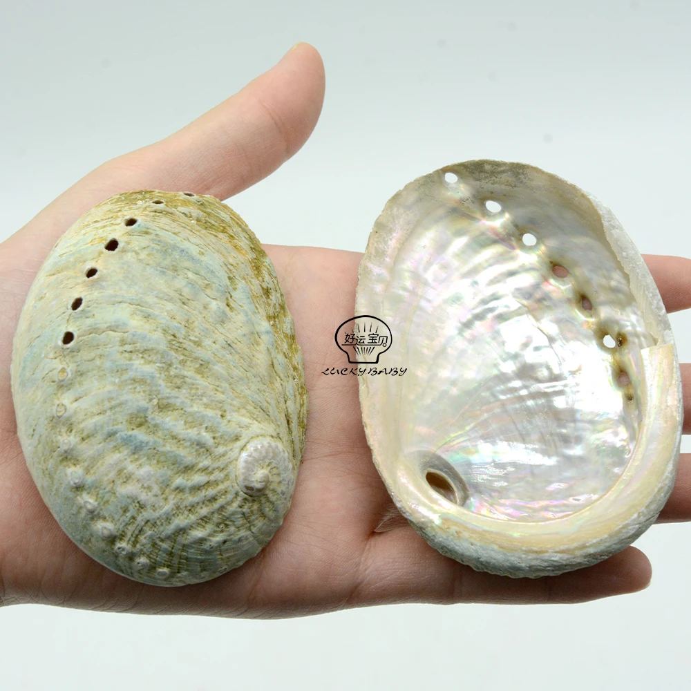 Wholesale Natural Raw Green Abalone Shell Smudging With Stand