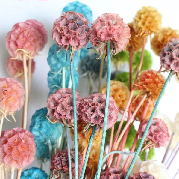 Floral Arrangement Natural Dried Flowers Preserved Pristimera Foliage Windmill Fruit Scabiosa