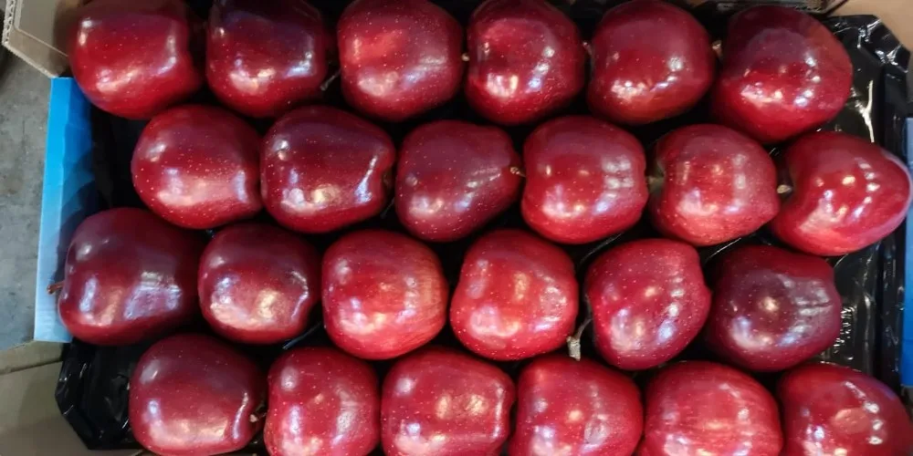 
Whole Sale fresh red chief fresh apples red apples apples greek fruits 