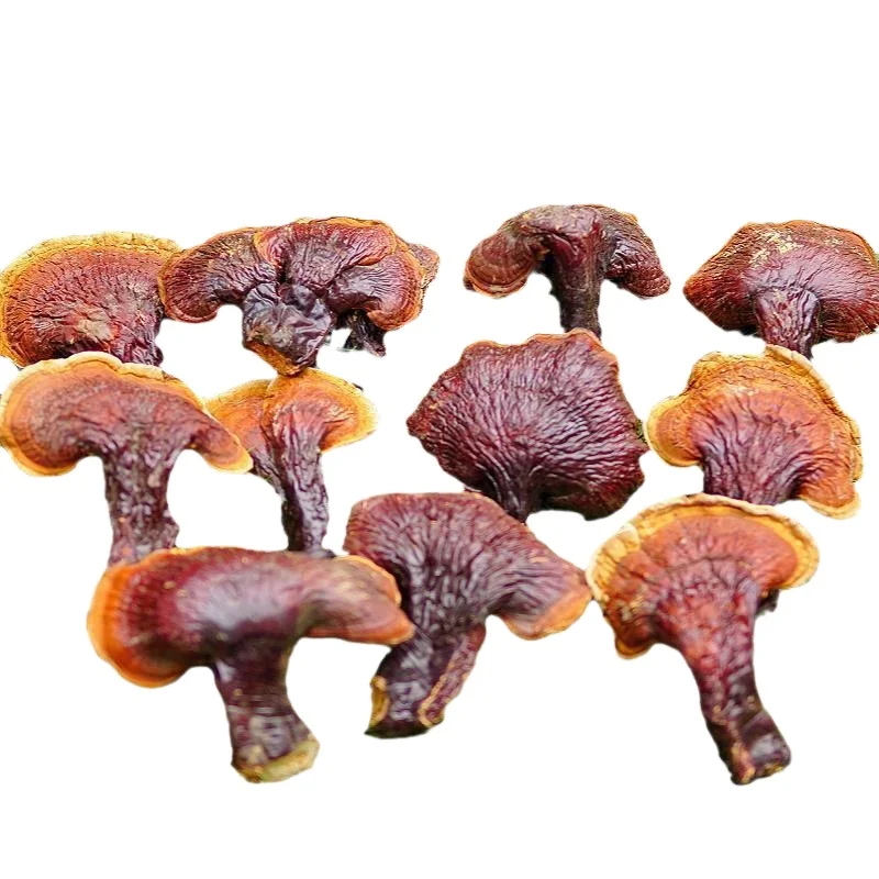 Whole dried natural Nourishing fungus medicinal mushroom gold edge Ganoderma yellow Ganoderma for sale