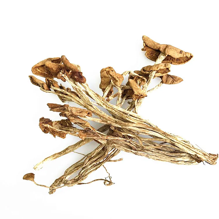 High Quality Dried Agrocybe Cylindracea Healthy Dried Mushrooms