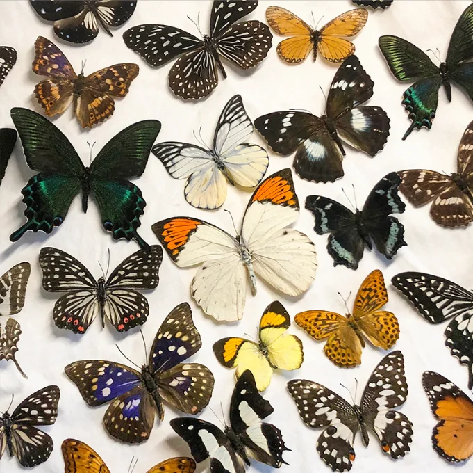 Real Butterflies Frame butterflies specimen can be placed in frame real butterfly