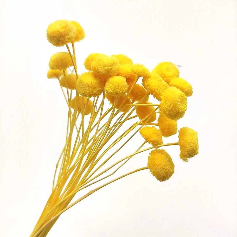 low price wildly used decorative dried flowers wholesale uk mini real tiny natural button flower dried flowers for decoration