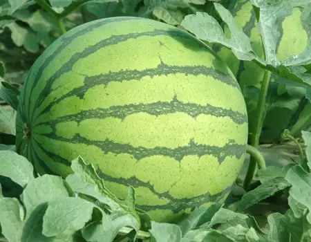 1 кг удобрения 0-52-34 Монокалий Фосфат MKP удобрение 0 52 34 Монокалий Фосфат цена 100% водорастворимый