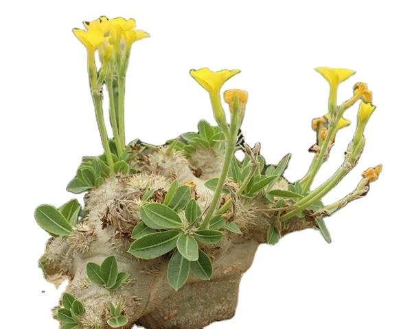 
pachypodium brevicaule x densiflorum 