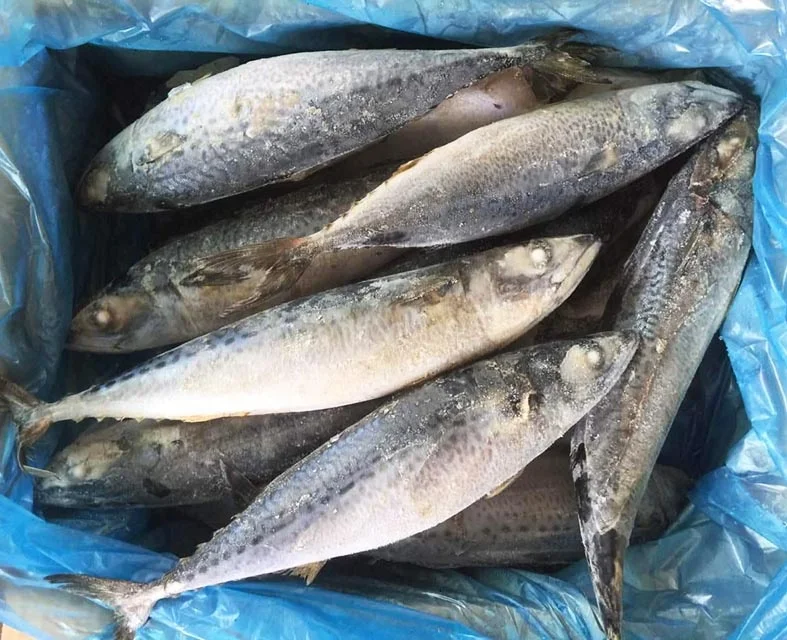 Морская замороженная Тихоокеанская скумбрия (scomber japonicus), цельная круглая замороженная скумбрия
