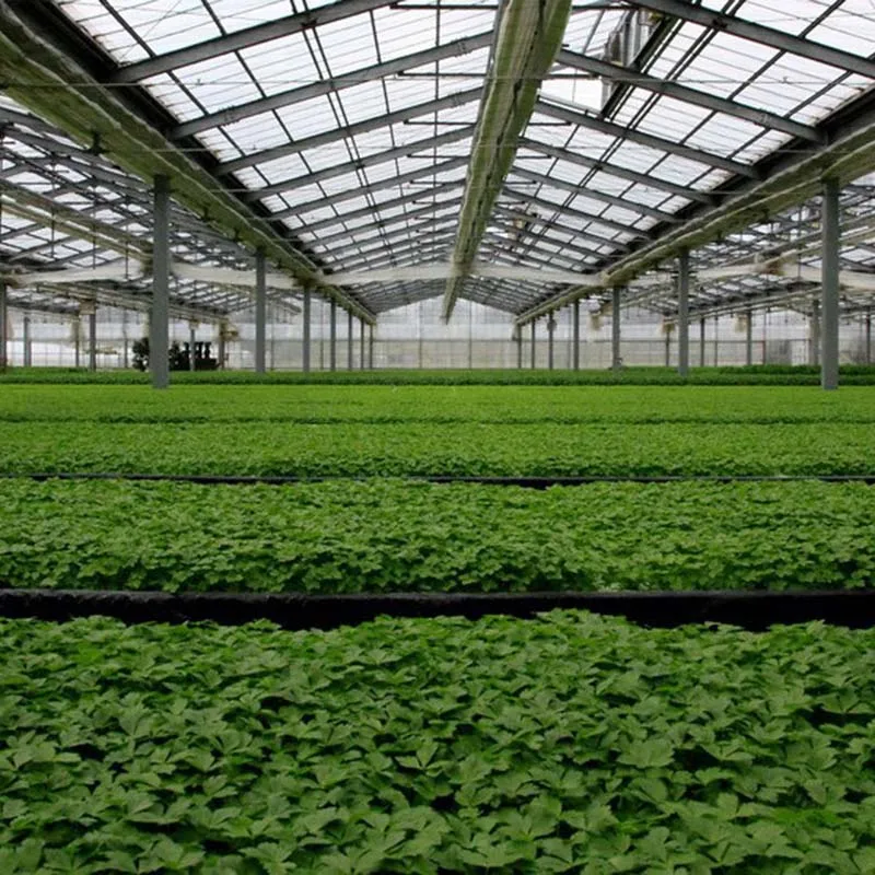 Agriculture Tomato Greenhouse Frames Plastic Film Single Span Tunnel Greenhouses for plant