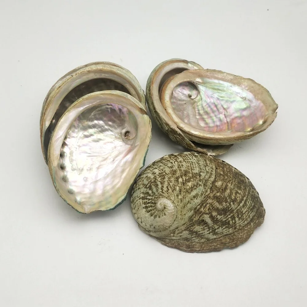 9-10 см в наличии оптовая продажа морские украшения ракушки пляжные свадебные для океана «сделай сам» мыльница аквариум домашний декор